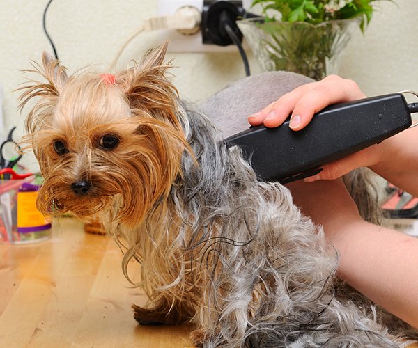 Dog Grooming