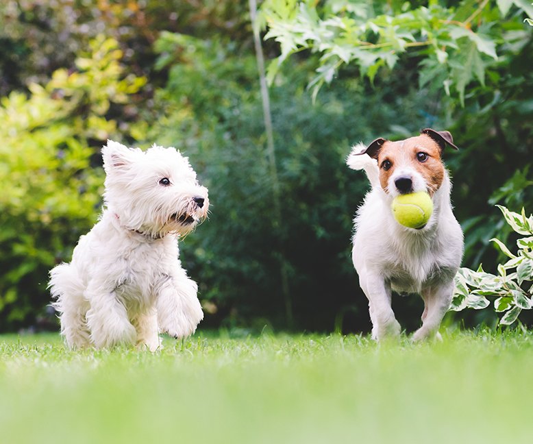 Dogs Playing